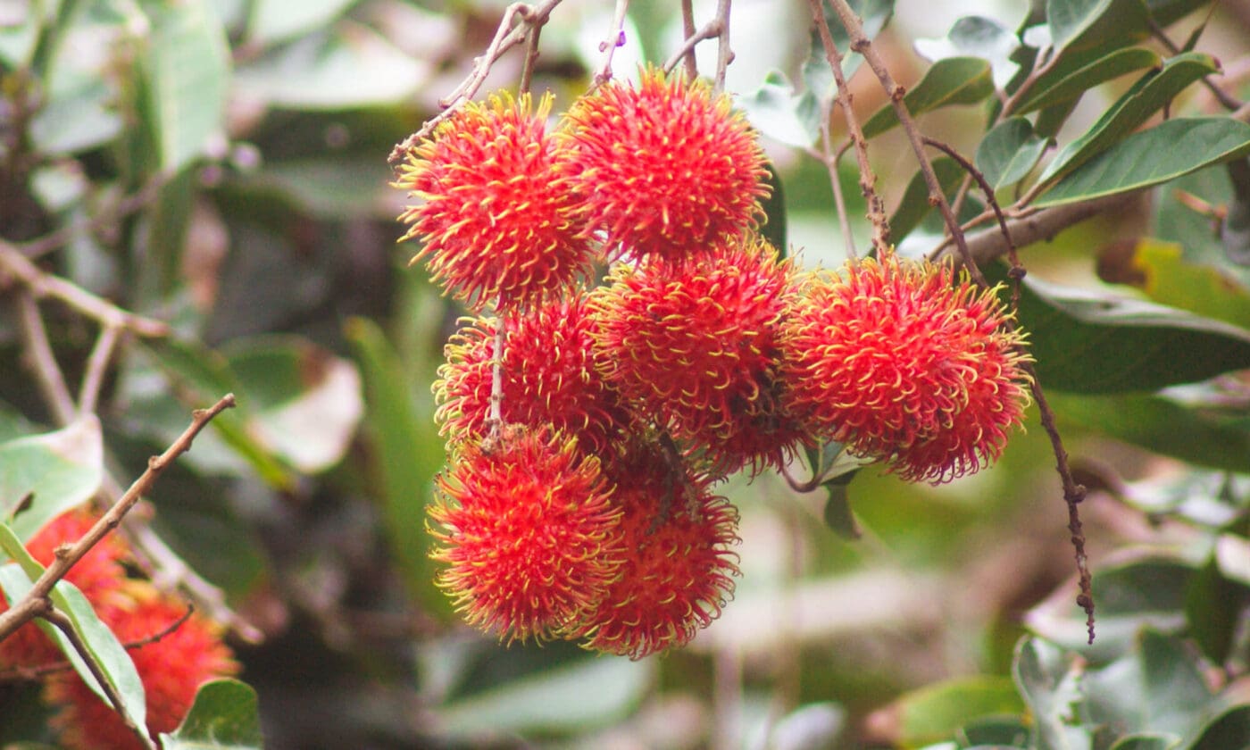 Cluster of vibrant rambutan fruits hanging from a branch, showcasing their spiky red exteriors amid lush green foliage.