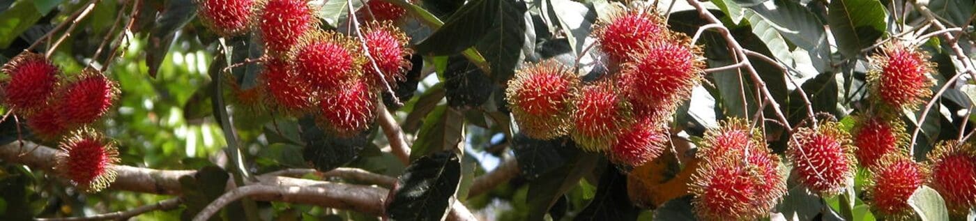 Rambutan fruits with spiky red skin hang from a tree branch, surrounded by green leaves. This tropical fruit is known for its sweet flavor and unique appearance.