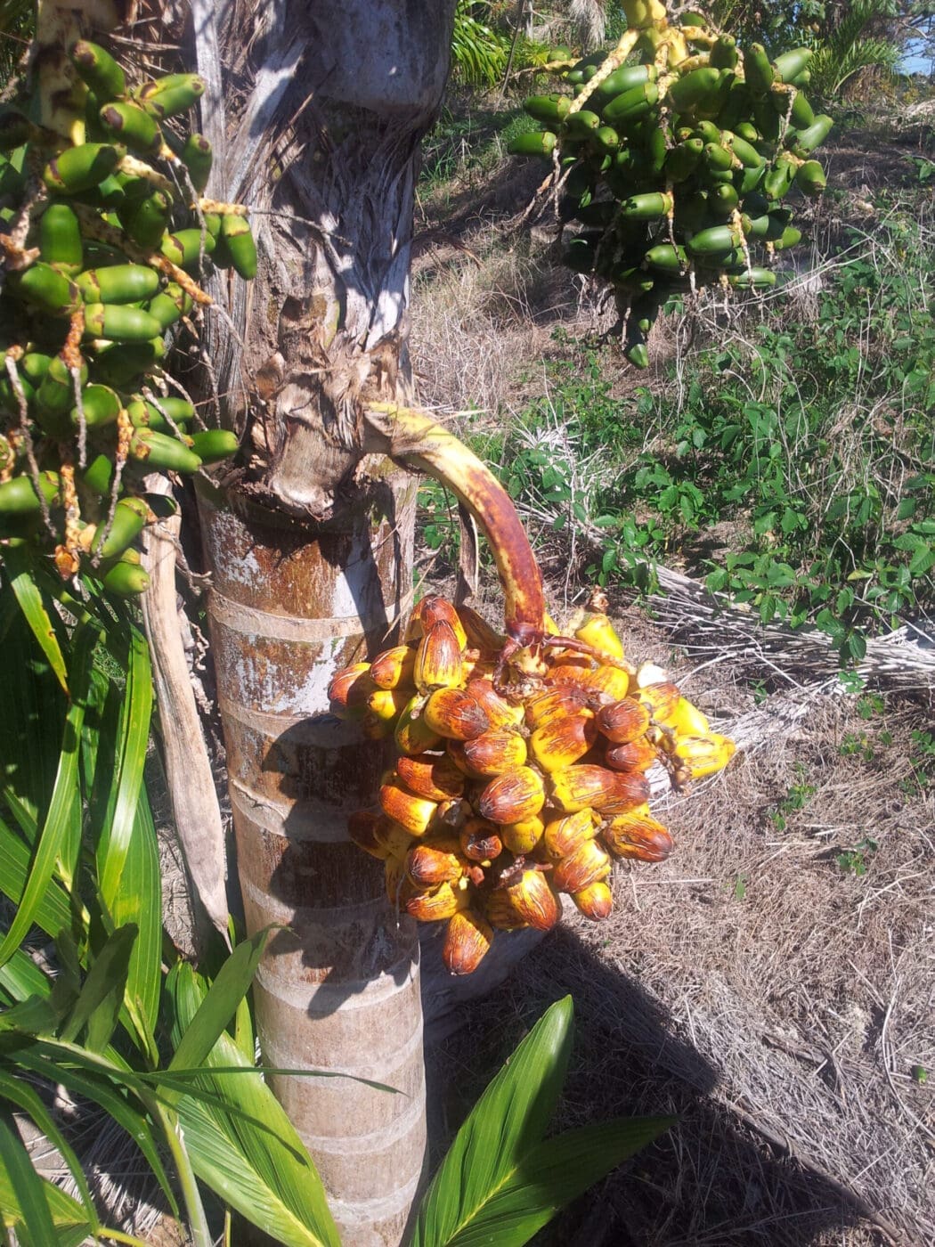Cluster of ripe fruit growing on a tropical palm tree, showcasing yellow and orange hues among green foliage. Relevant for discussions on exotic agriculture.