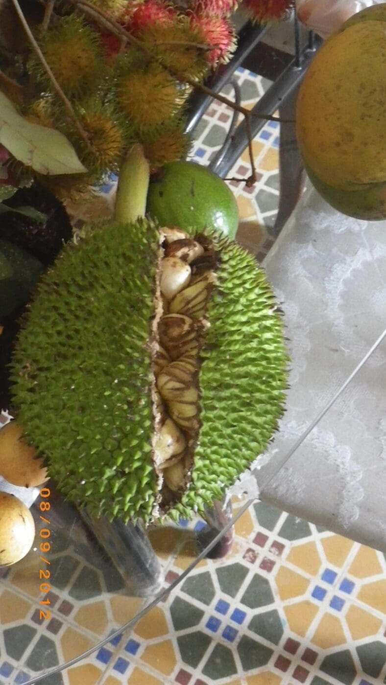 A freshly cut jackfruit reveals its fleshy, sweet interior, surrounded by other tropical fruits on a patterned tile surface.