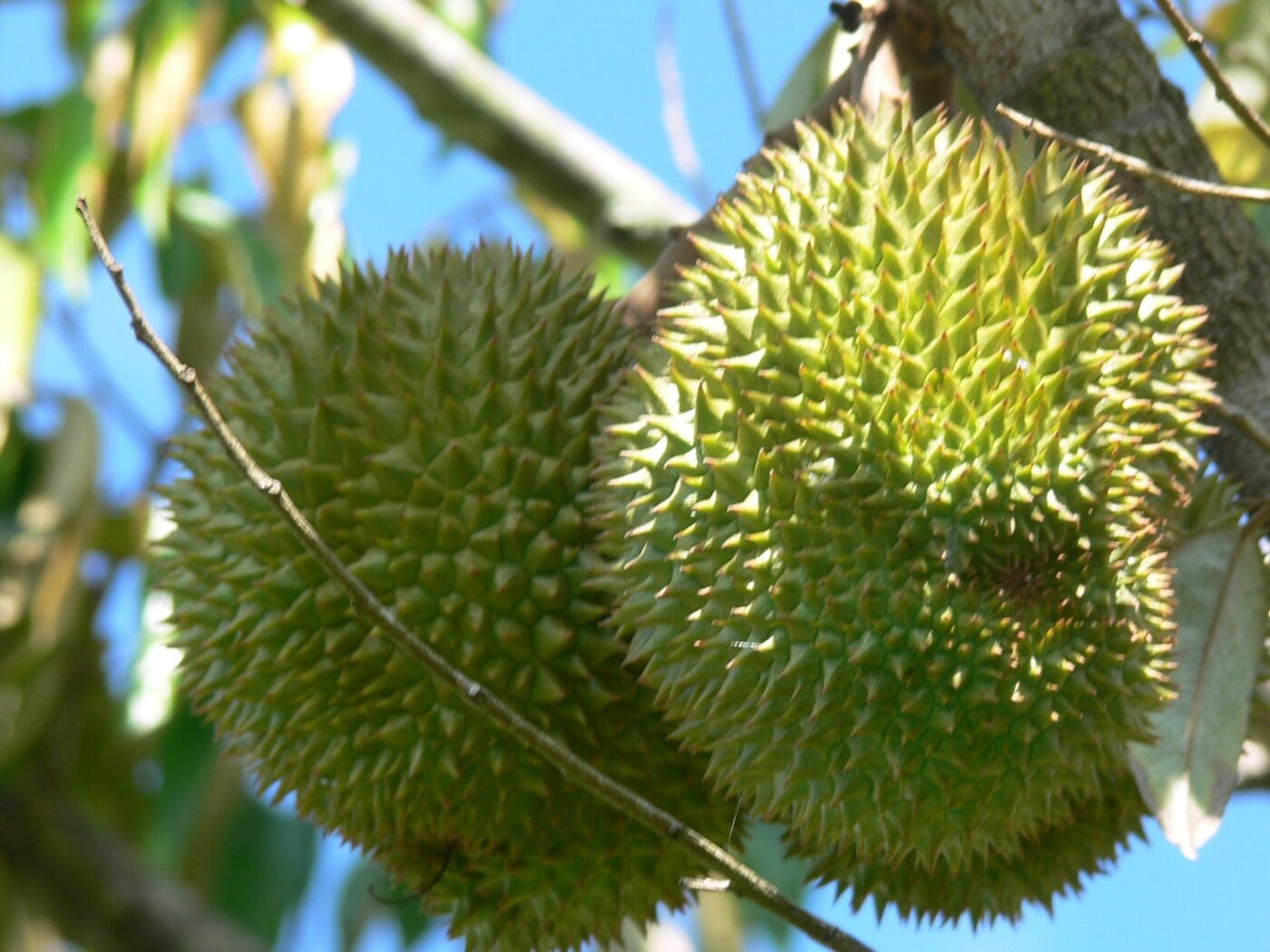 Two green durians with spiky outer shells hanging from a branch against a clear blue sky. The image highlights the fruit's unique appearance.