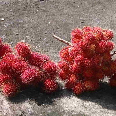 Spiky Fruit