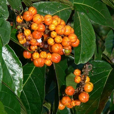 Orange Fruit