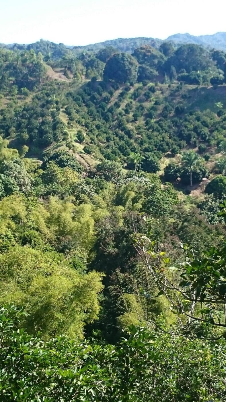 Lush hillside landscape featuring rows of dense greenery and trees, emphasizing the region's agricultural importance and natural beauty.