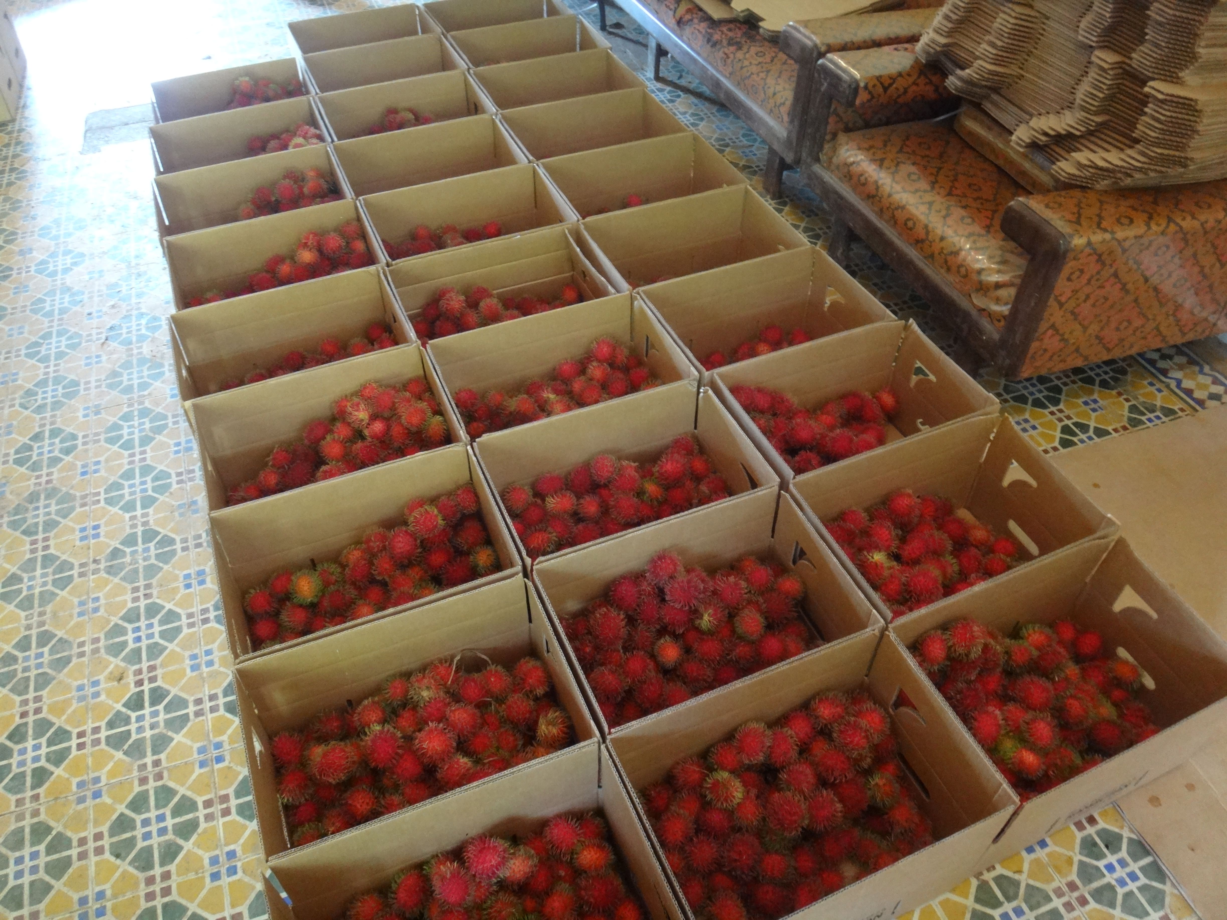 Boxes filled with fresh, red rambutans are arranged neatly on a patterned floor, highlighting tropical fruit harvest for sale.