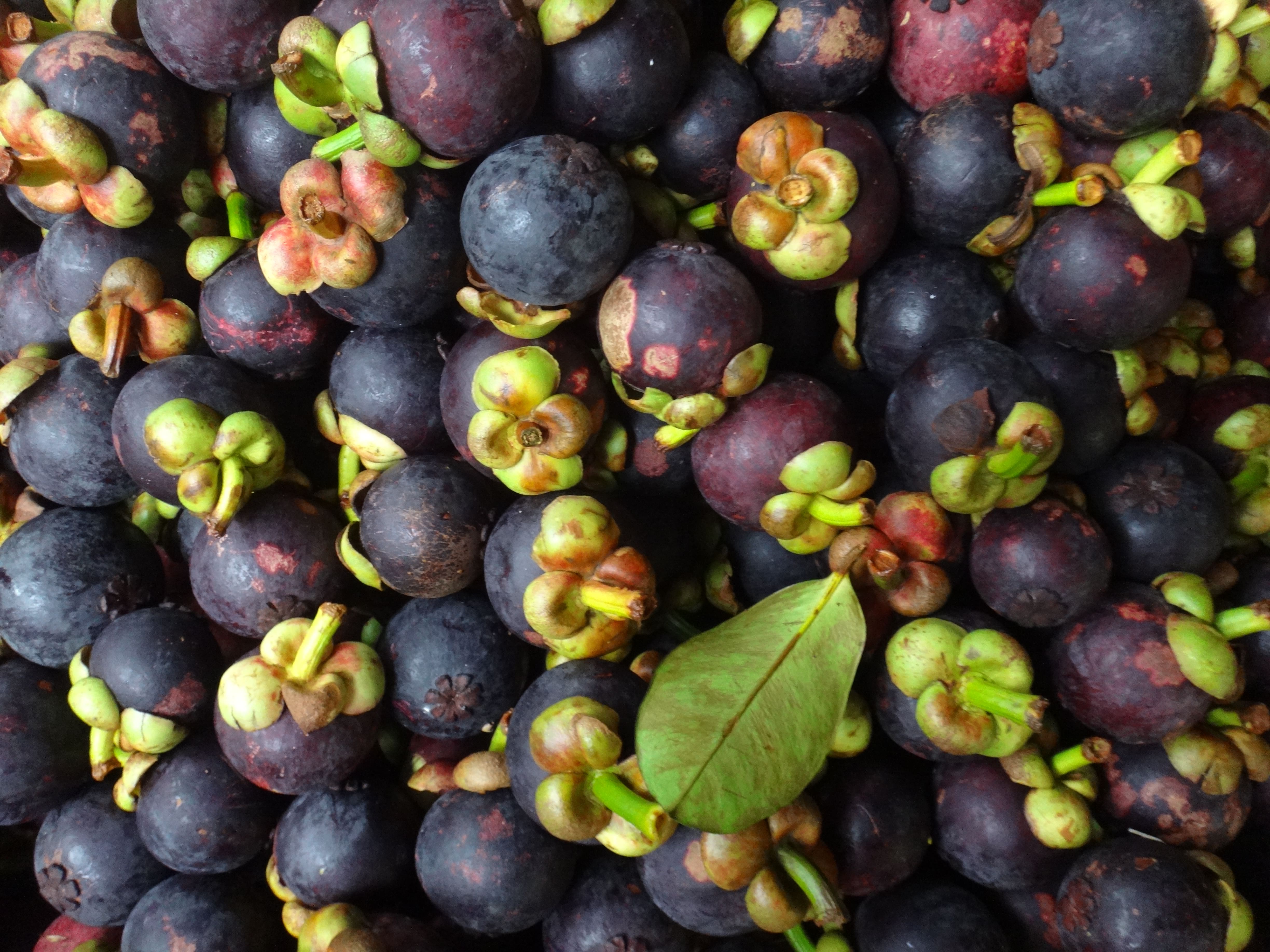 A close-up of ripe mangosteens, showcasing their dark purple skin and green stems. The fruit is arranged in a pile, highlighting its tropical appeal.