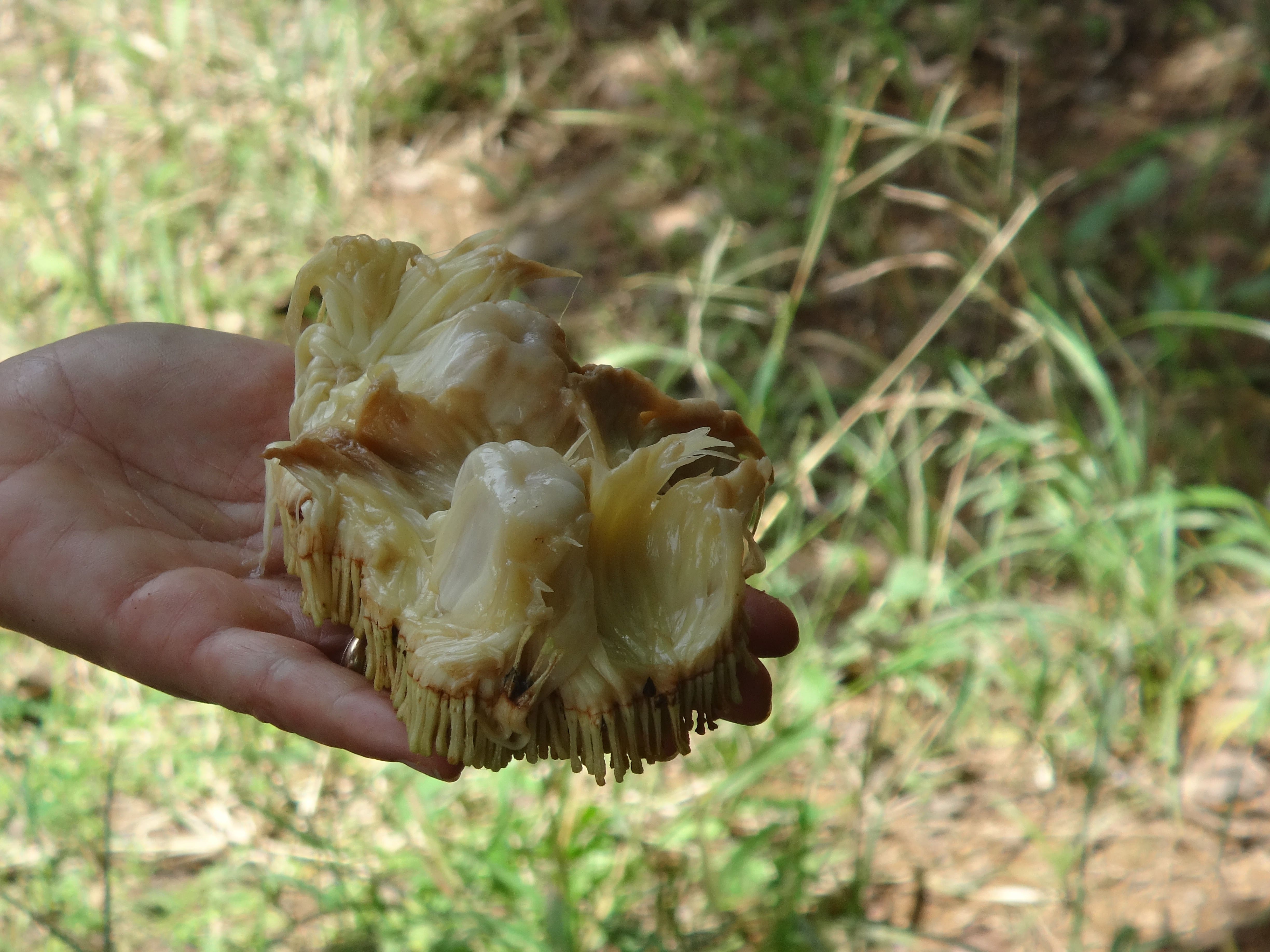 Chempedak, closely related to breadfruit and jackfruit. Sweet, custardy, rich.