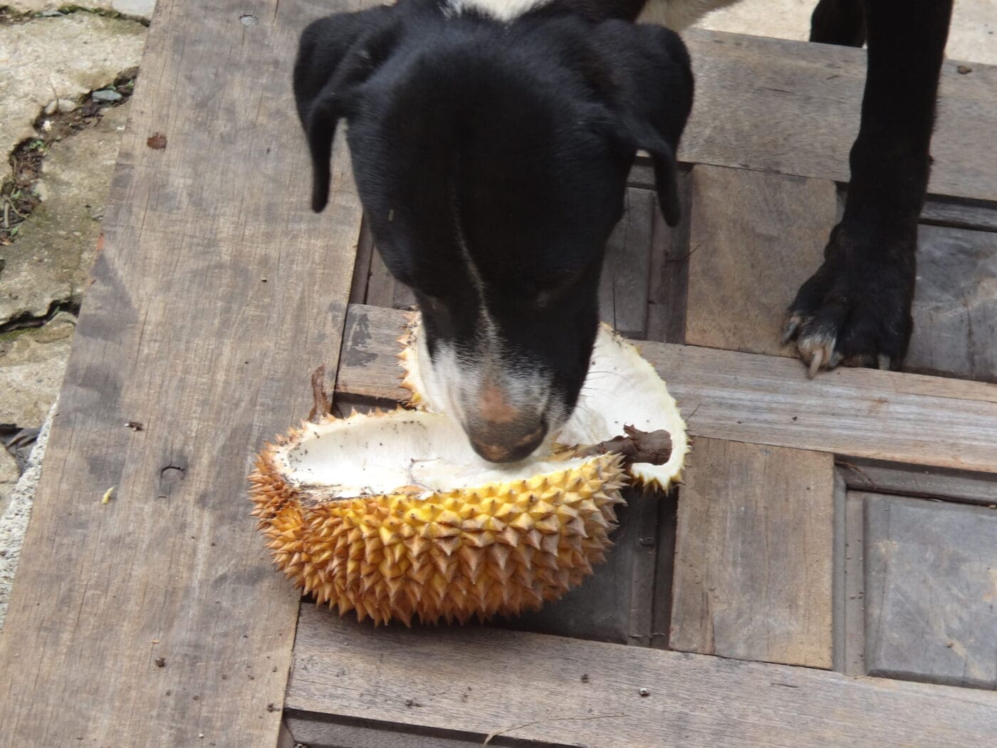 dog with durian