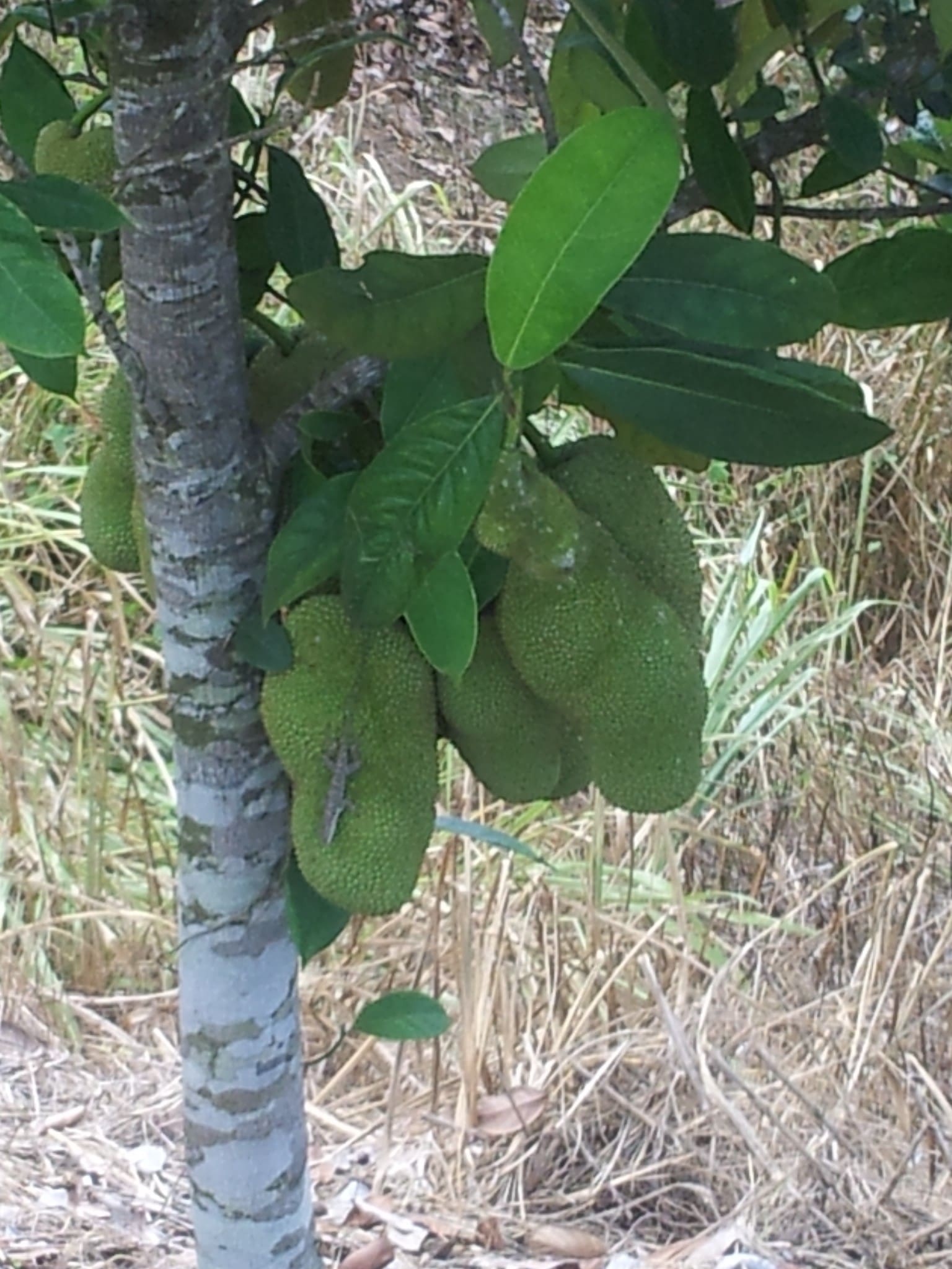 Clusters of unripe jackfruit hang from a tree amidst green leaves, showcasing the fruit's distinctive bumpy texture in a natural setting.