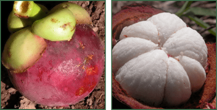 Mangosteen fruit, shown whole with its purple rind on the left and cut open revealing the juicy white segments inside on the right. This tropical fruit is known for its unique flavor and health benefits.