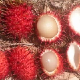Rambutan fruits with spiky red skin, some whole and others sliced open, revealing translucent flesh. This highlights the fruit's unique appearance and edibility.