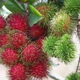 Rambutan fruit clusters display vibrant red and green skins, showcasing their distinctive hairy exterior. This tropical fruit is celebrated for its sweet flavor.