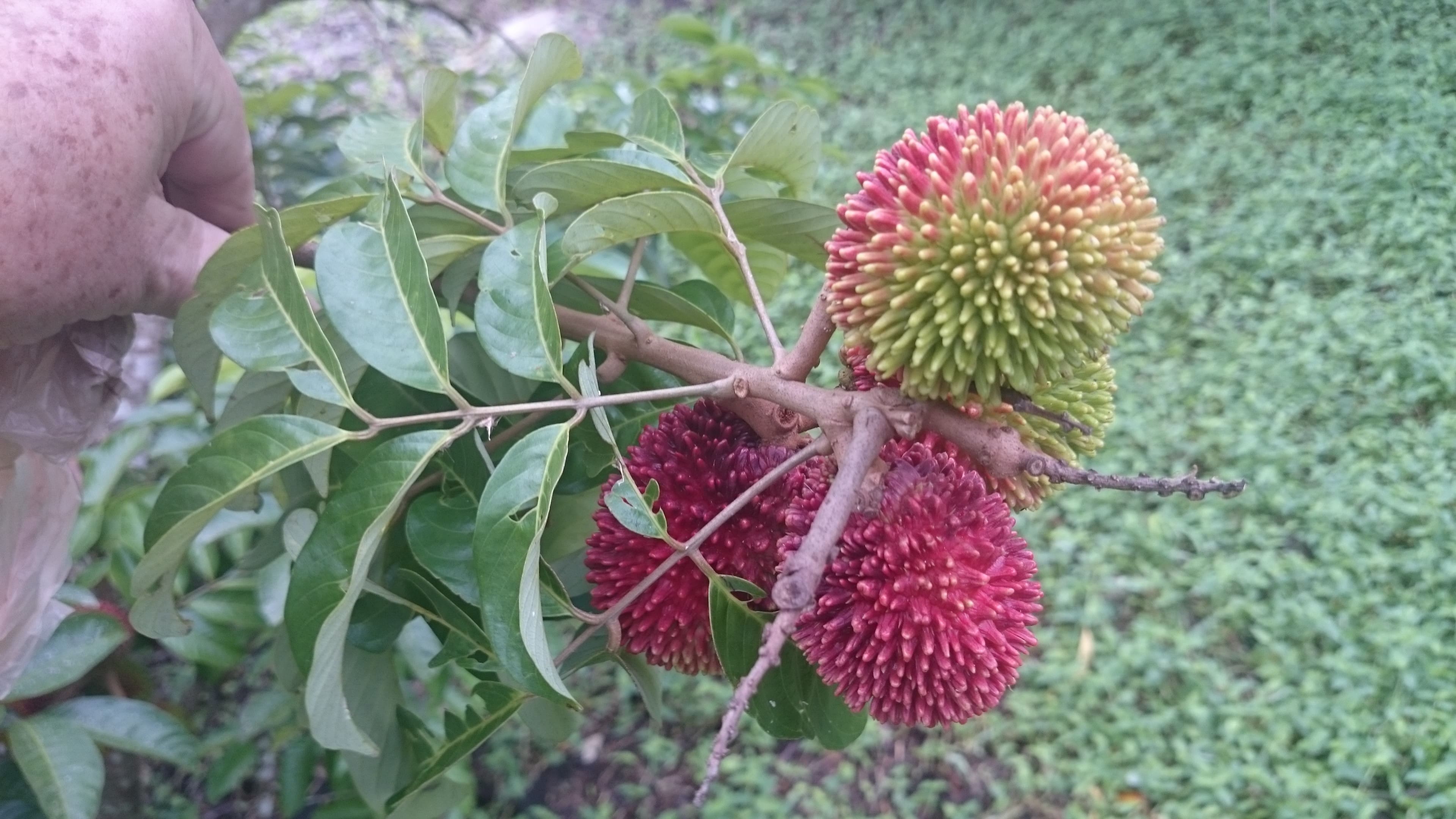 The red pulasan ripening, closely related to rambutan
